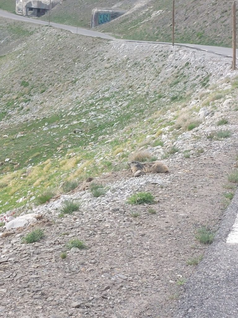 marmotte en PLS dans la Bonette
