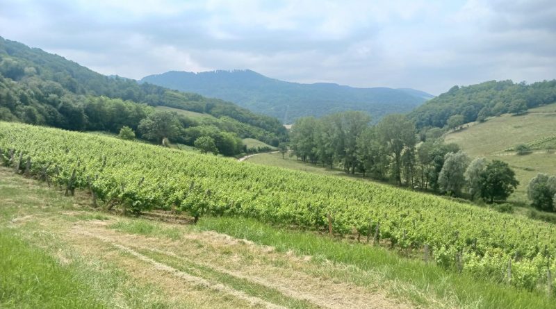 Cyclo Vache qui rit 2026 - Paysage du Jura