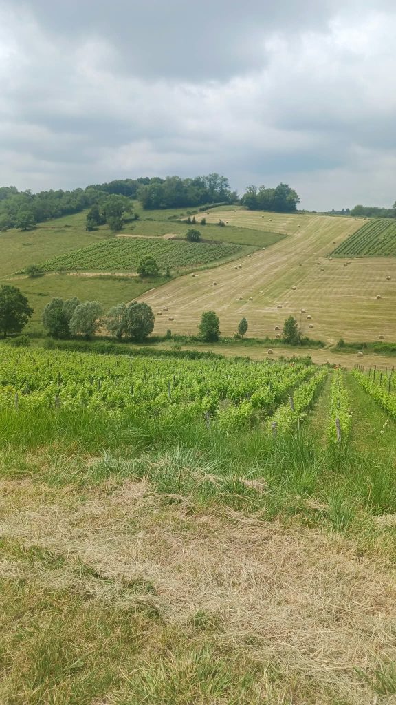 Cyclo Vache qui rit 2026 - Vignobles du Jura